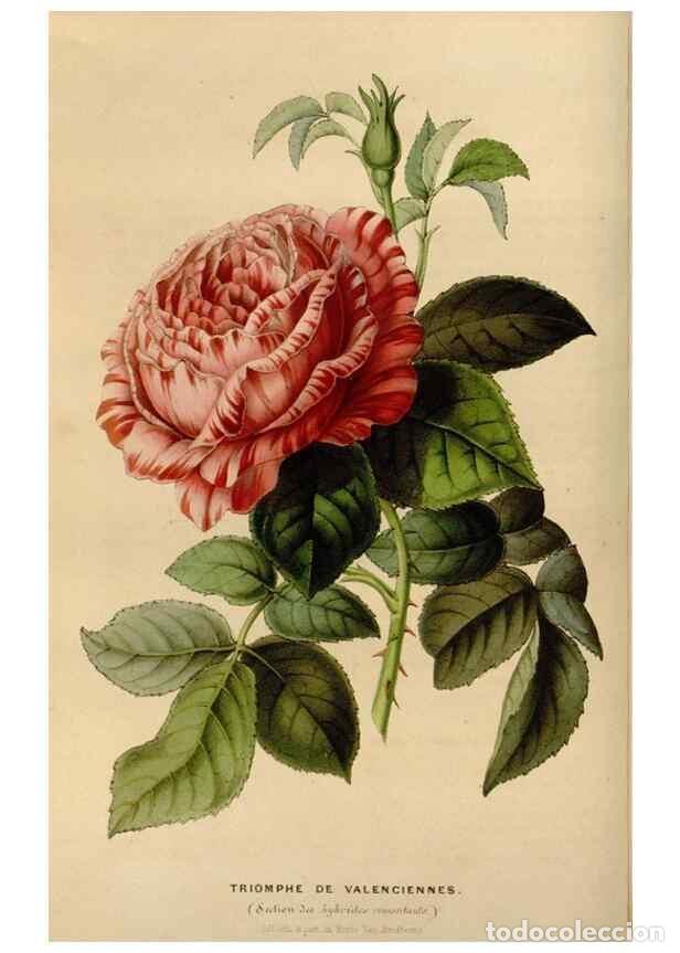 Colecionismo de Revistas e Jornais: Reproducci&oacute;n/Reproduction 49642933768: Flore des serres et des jardins de l'Europe. A Gand :chez Lou
