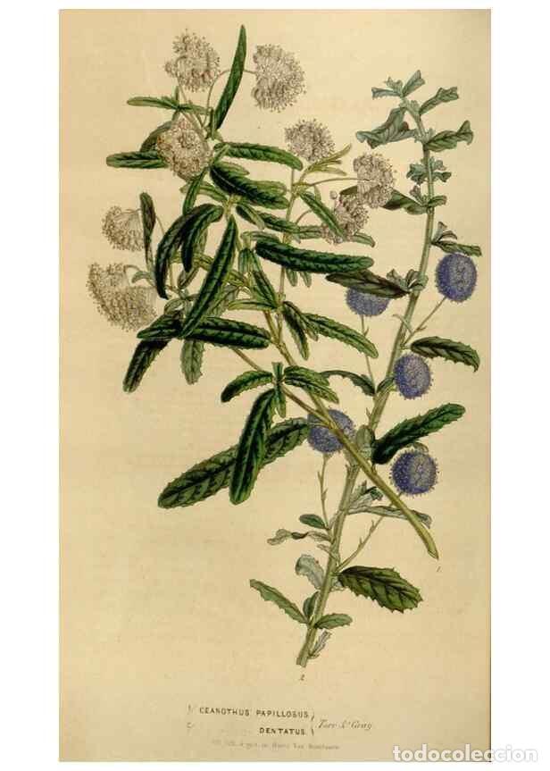 Colecionismo de Revistas e Jornais: Reproducci&oacute;n/Reproduction 49642939908: Flore des serres et des jardins de l'Europe. A Gand :chez Lou