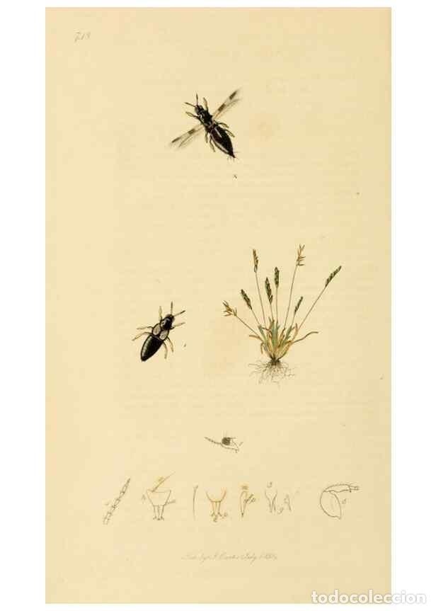 Colecionismo de Revistas e Jornais: Reproducci&oacute;n/Reproduction 49640859731: British entomology :. London,Printed for the author,1823-1840