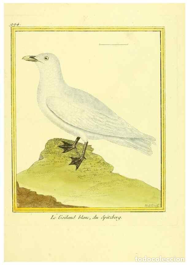 Colecionismo de Revistas e Jornais: Reproducci&oacute;n/Reproduction 49640804322: Planches enlumin&eacute;es d'histoire naturelle. Paris? :s.n.,1765-1