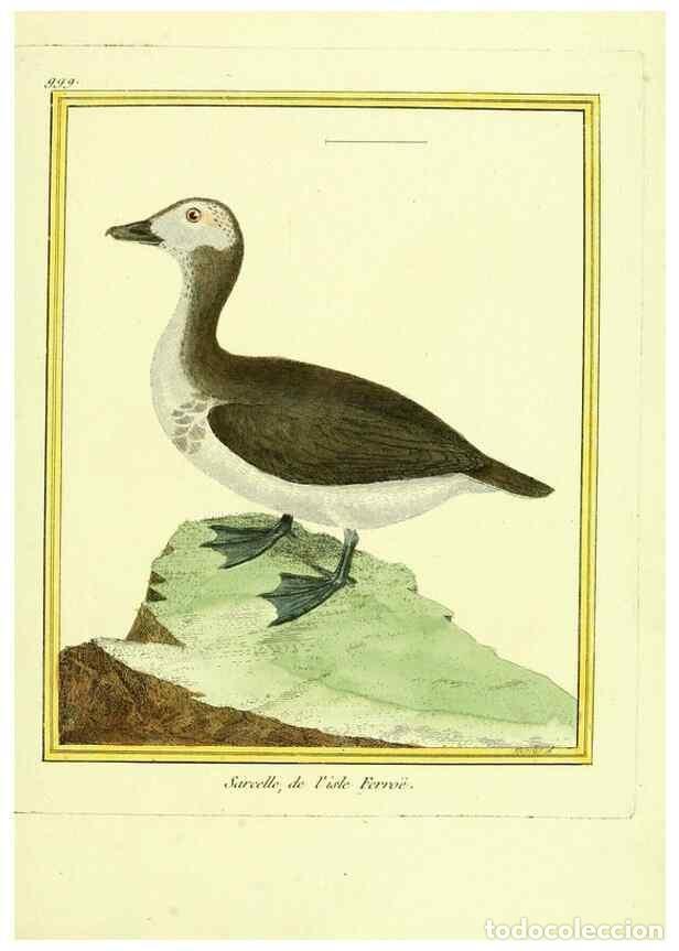 Colecionismo de Revistas e Jornais: Reproducci&oacute;n/Reproduction 49640805787: Planches enlumin&eacute;es d'histoire naturelle. Paris? :s.n.,1765-1