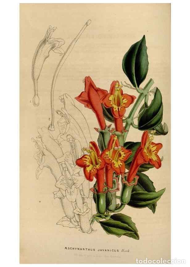 Colecionismo de Revistas e Jornais: Reproducci&oacute;n/Reproduction 49642937763: Flore des serres et des jardins de l'Europe. A Gand :chez Lou