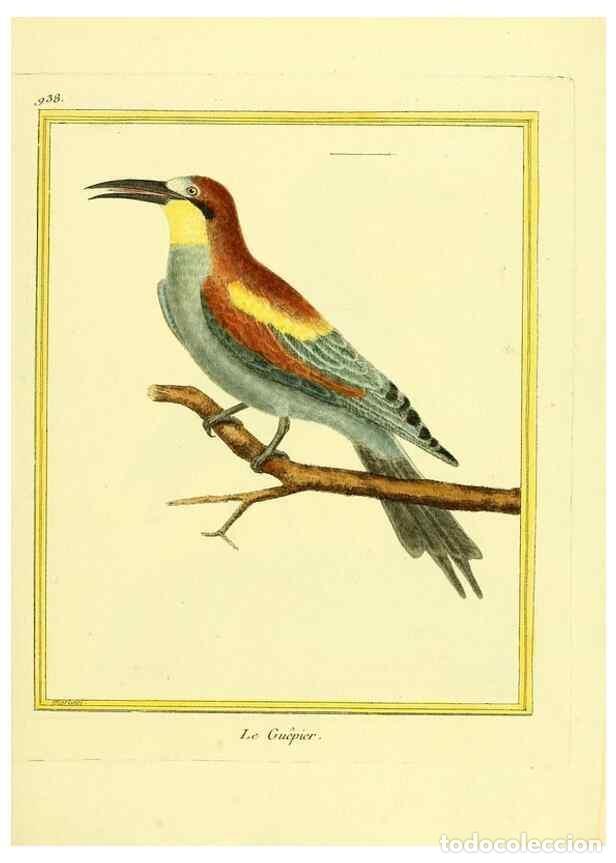 Sammeln von Zeitschriften und Zeitungen: Reproducci&oacute;n/Reproduction 49640787487: Planches enlumin&eacute;es d'histoire naturelle. Paris? :s.n.,1765-1