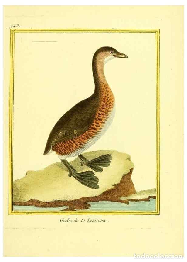 Sammeln von Zeitschriften und Zeitungen: Reproducci&oacute;n/Reproduction 49639992918: Planches enlumin&eacute;es d'histoire naturelle. Paris? :s.n.,1765-1