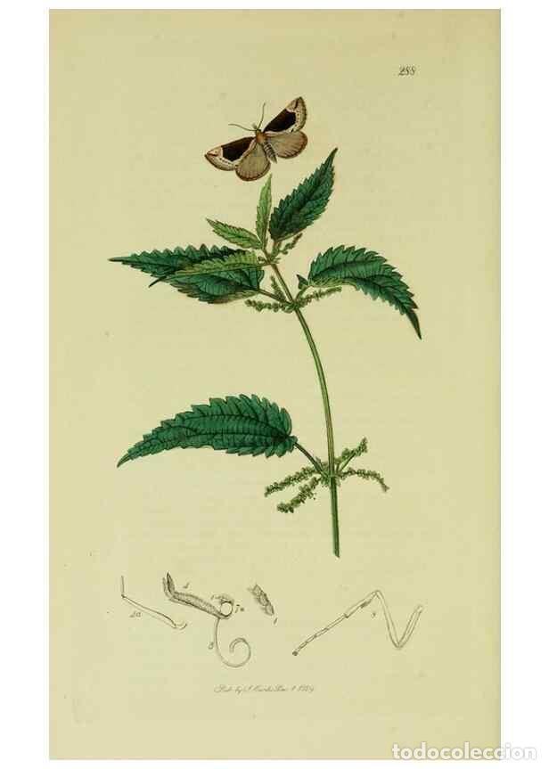 Sammeln von Zeitschriften und Zeitungen: Reproducci&oacute;n/Reproduction 49640798241: British entomology :. London,Printed for the author,1823-1840