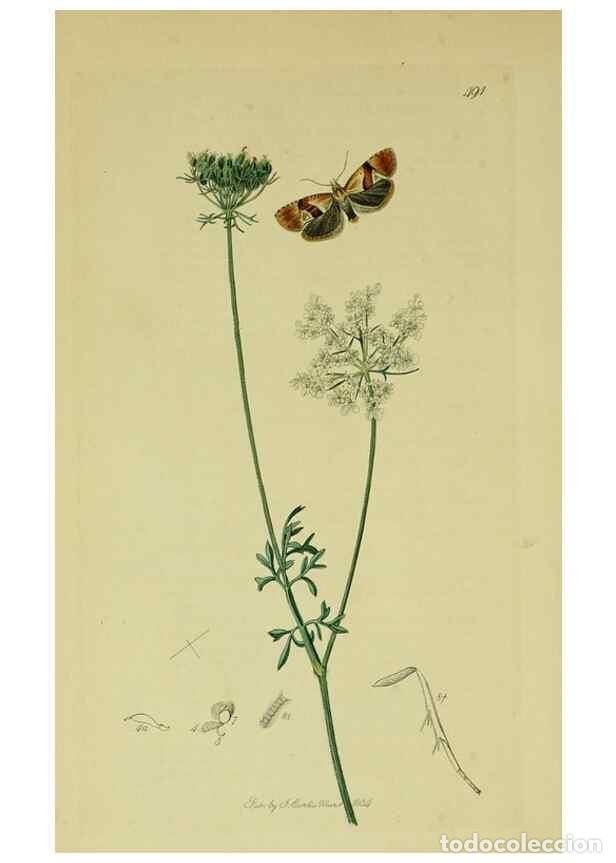 Sammeln von Zeitschriften und Zeitungen: Reproducci&oacute;n/Reproduction 49640271288: British entomology :. London,Printed for the author,1823-1840