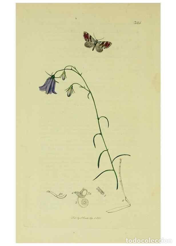 Sammeln von Zeitschriften und Zeitungen: Reproducci&oacute;n/Reproduction 49641060247: British entomology :. London,Printed for the author,1823-1840