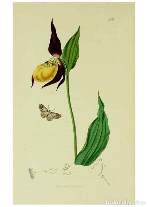 Sammeln von Zeitschriften und Zeitungen: Reproducci&oacute;n/Reproduction 49640787526: British entomology :. London,Printed for the author,1823-1840