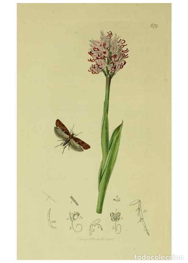 Sammeln von Zeitschriften und Zeitungen: Reproducci&oacute;n/Reproduction 49640286878: British entomology :. London,Printed for the author,1823-1840