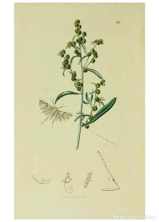 Sammeln von Zeitschriften und Zeitungen: Reproducci&oacute;n/Reproduction 49640290143: British entomology :. London,Printed for the author,1823-1840