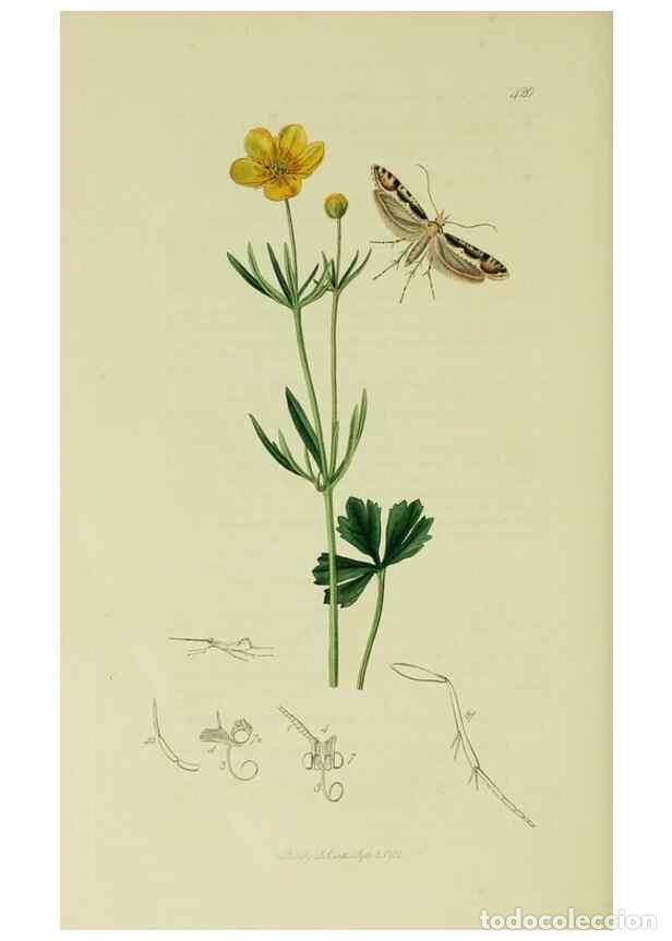 Sammeln von Zeitschriften und Zeitungen: Reproducci&oacute;n/Reproduction 49641081892: British entomology :. London,Printed for the author,1823-1840