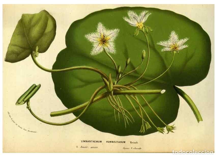 Collectionnisme de Revues et Journaux: Reproducci&oacute;n/Reproduction 49583703463: Flore des serres et des jardins de l'Europe. A Gand :chez Lou