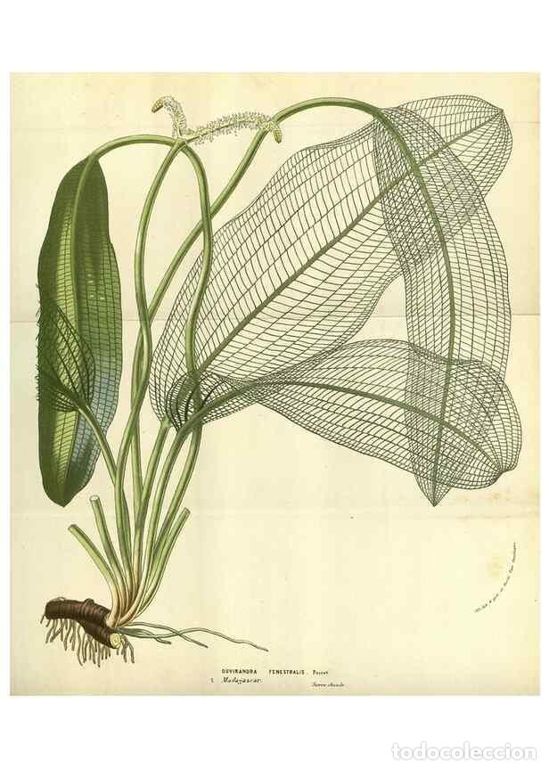 Collectionnisme de Revues et Journaux: Reproducci&oacute;n/Reproduction 49583698398: Flore des serres et des jardins de l'Europe. A Gand :chez Lou