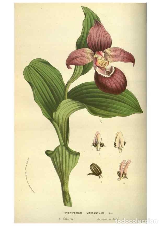 Collectionnisme de Revues et Journaux: Reproducci&oacute;n/Reproduction 49583701263: Flore des serres et des jardins de l'Europe. A Gand :chez Lou