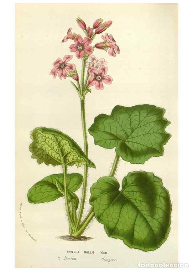 Collectionnisme de Revues et Journaux: Reproducci&oacute;n/Reproduction 49584593266: Flore des serres et des jardins de l'Europe. A Gand :chez Lou