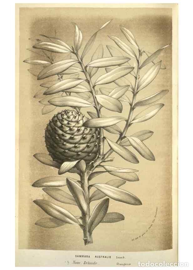 Collectionnisme de Revues et Journaux: Reproducci&oacute;n/Reproduction 49583699533: Flore des serres et des jardins de l'Europe. A Gand :chez Lou