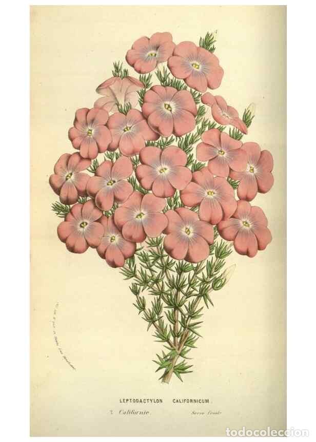 Collectionnisme de Revues et Journaux: Reproducci&oacute;n/Reproduction 49584431722: Flore des serres et des jardins de l'Europe. A Gand :chez Lou