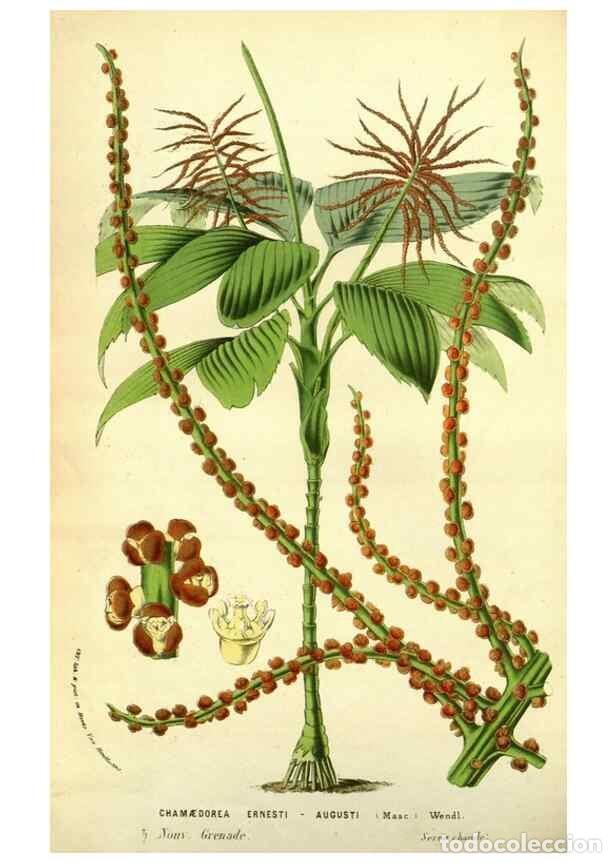 Collectionnisme de Revues et Journaux: Reproducci&oacute;n/Reproduction 49587605321: Flore des serres et des jardins de l'Europe. A Gand :chez Lou