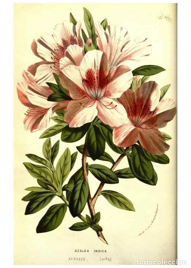 Collectionnisme de Revues et Journaux: Reproducci&oacute;n/Reproduction 49587604411: Flore des serres et des jardins de l'Europe. A Gand :chez Lou