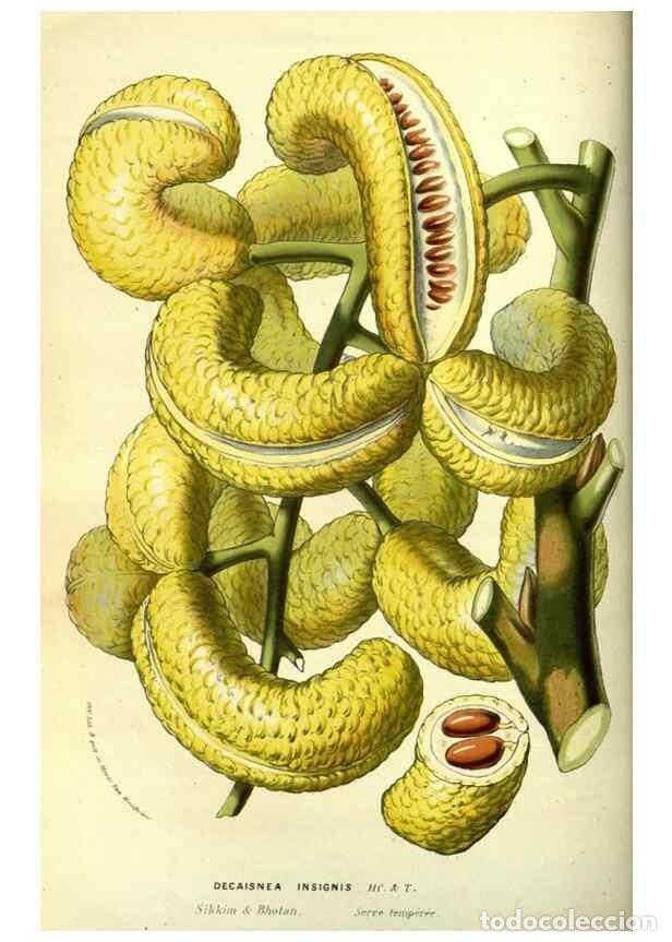 Collectionnisme de Revues et Journaux: Reproducci&oacute;n/Reproduction 49587844827: Flore des serres et des jardins de l'Europe. A Gand :chez Lou