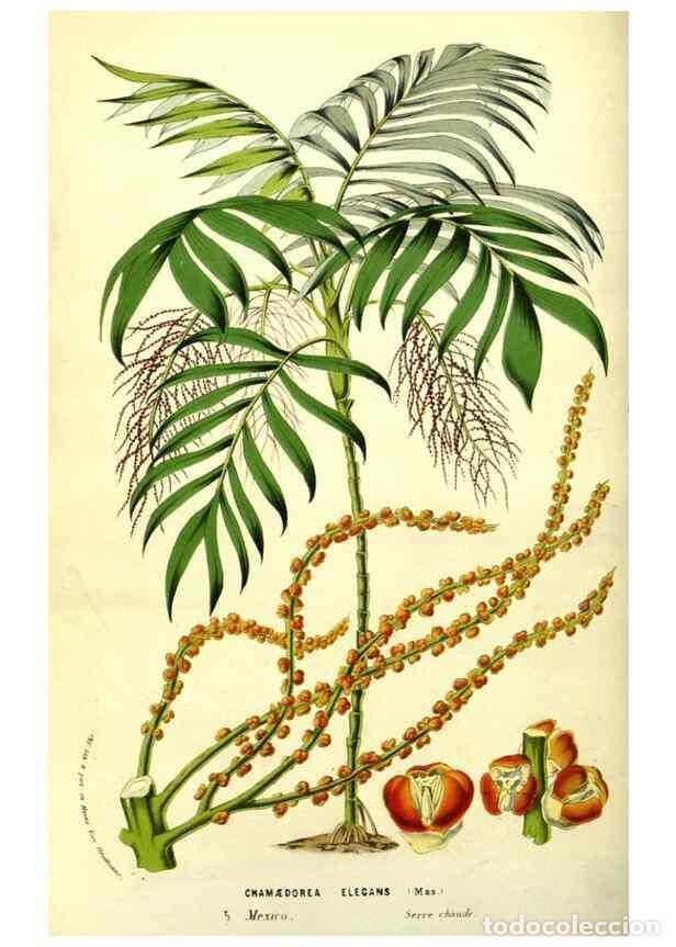 Collectionnisme de Revues et Journaux: Reproducci&oacute;n/Reproduction 49587849882: Flore des serres et des jardins de l'Europe. A Gand :chez Lou