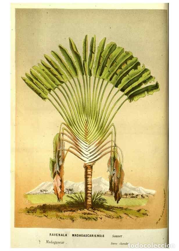 Collectionnisme de Revues et Journaux: Reproducci&oacute;n/Reproduction 49587604666: Flore des serres et des jardins de l'Europe. A Gand :chez Lou