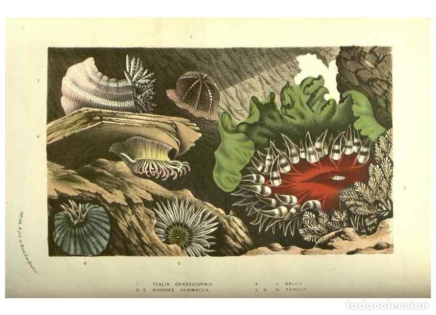 Collectionnisme de Revues et Journaux: Reproducci&oacute;n/Reproduction 49587608441: Flore des serres et des jardins de l'Europe. A Gand :chez Lou