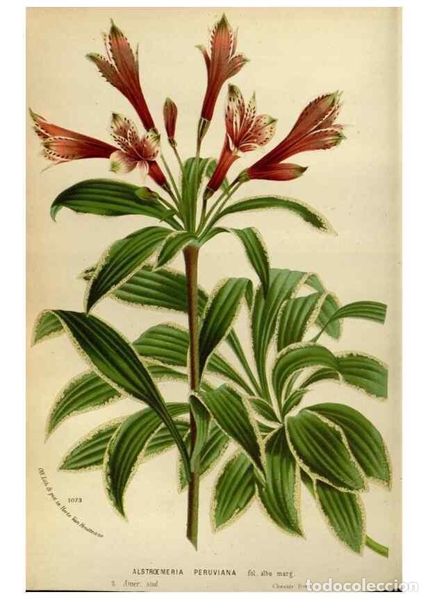 Collection Magazines and Newspapers: Reproducci&oacute;n/Reproduction 49588507662: Flore des serres et des jardins de l'Europe. A Gand :chez Lou