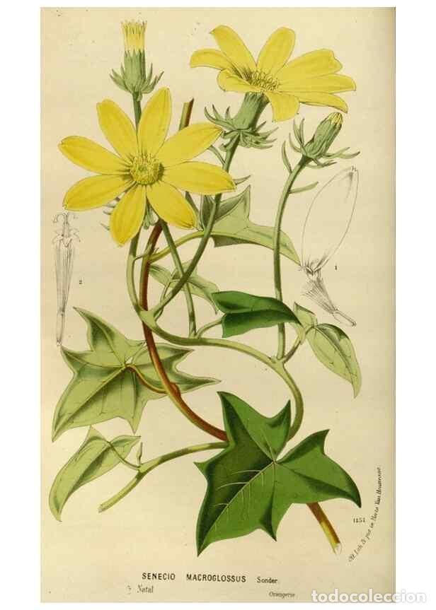 Collection Magazines and Newspapers: Reproducci&oacute;n/Reproduction 49588509737: Flore des serres et des jardins de l'Europe. A Gand :chez Lou