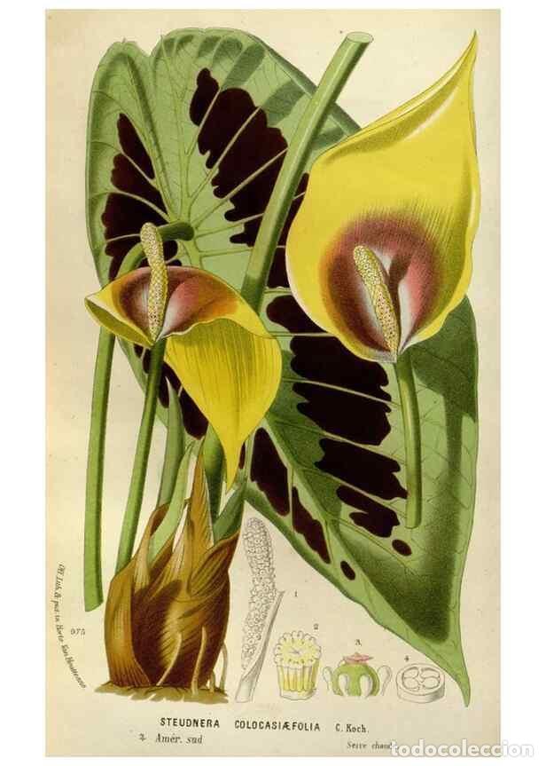 Collection Magazines and Newspapers: Reproducci&oacute;n/Reproduction 49588268651: Flore des serres et des jardins de l'Europe. A Gand :chez Lou