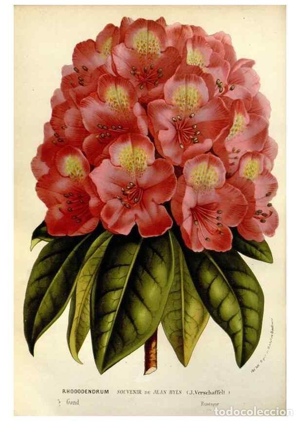 Collectionnisme de Revues et Journaux: Reproducci&oacute;n/Reproduction 49588368756: Flore des serres et des jardins de l'Europe. A Gand :chez Lou