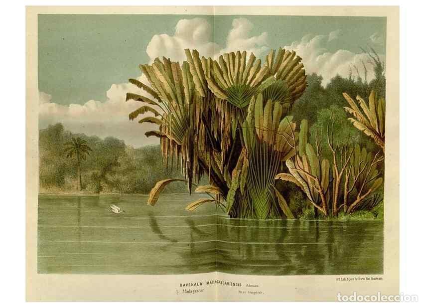 Collectionnisme de Revues et Journaux: Reproducci&oacute;n/Reproduction 49587787073: Flore des serres et des jardins de l'Europe. A Gand :chez Lou