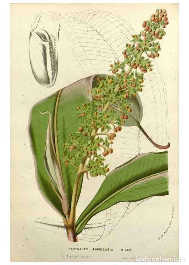 Collectionnisme de Revues et Journaux: Reproducci&oacute;n/Reproduction 49587878263: Flore des serres et des jardins de l'Europe. A Gand :chez Lou