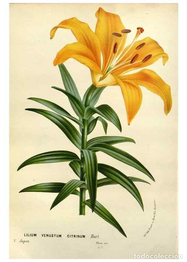 Collectionnisme de Revues et Journaux: Reproducci&oacute;n/Reproduction 49588613357: Flore des serres et des jardins de l'Europe. A Gand :chez Lou