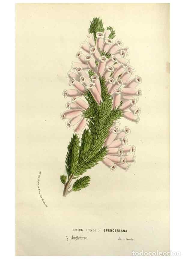 Collectionnisme de Revues et Journaux: Reproducci&oacute;n/Reproduction 49588369761: Flore des serres et des jardins de l'Europe. A Gand :chez Lou