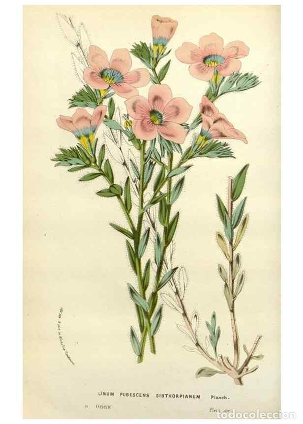 Collectionnisme de Revues et Journaux: Reproducci&oacute;n/Reproduction 49588362651: Flore des serres et des jardins de l'Europe. A Gand :chez Lou