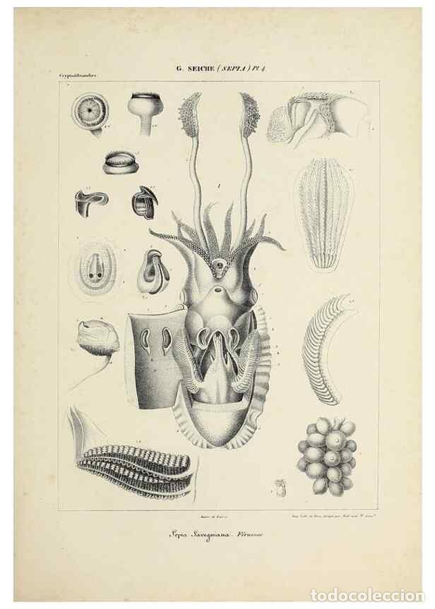 Collectionnisme de Revues et Journaux: Reproducci&oacute;n/Reproduction 49434449878: Histoire naturelle, g&eacute;n&eacute;rale et particuli&egrave;re des c&eacute;phalopodes