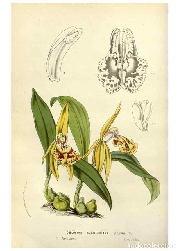 Collectionnisme de Revues et Journaux: Reproducci&oacute;n/Reproduction 49587871323: Flore des serres et des jardins de l'Europe. A Gand :chez Lou