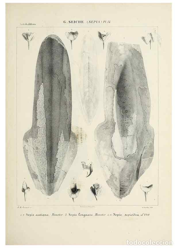 Collectionnisme de Revues et Journaux: Reproducci&oacute;n/Reproduction 49434928076: Histoire naturelle, g&eacute;n&eacute;rale et particuli&egrave;re des c&eacute;phalopodes