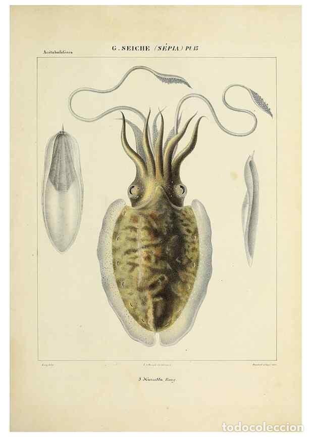 Collectionnisme de Revues et Journaux: Reproducci&oacute;n/Reproduction 49434927686: Histoire naturelle, g&eacute;n&eacute;rale et particuli&egrave;re des c&eacute;phalopodes