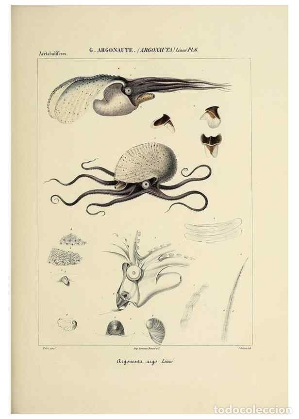 Collectionnisme de Revues et Journaux: Reproducci&oacute;n/Reproduction 49434917401: Histoire naturelle, g&eacute;n&eacute;rale et particuli&egrave;re des c&eacute;phalopodes