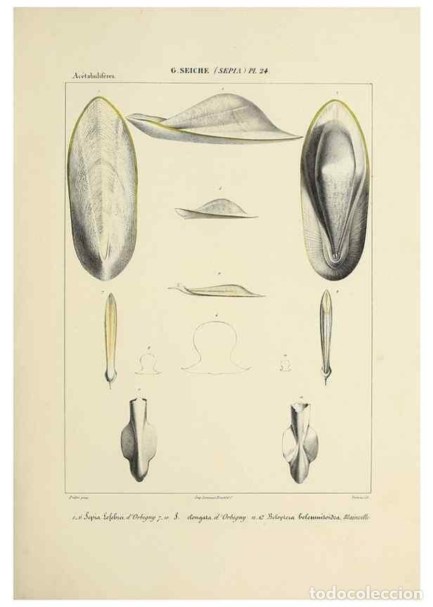 Collectionnisme de Revues et Journaux: Reproducci&oacute;n/Reproduction 49435153477: Histoire naturelle, g&eacute;n&eacute;rale et particuli&egrave;re des c&eacute;phalopodes