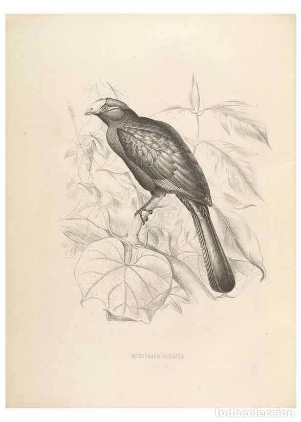 Coleccionismo de Revistas y Peri&oacute;dicos: Reproducci&oacute;n/Reproduction 49435911267: De toerako's, afgebeeld en beschreven door H. Schlegel onder