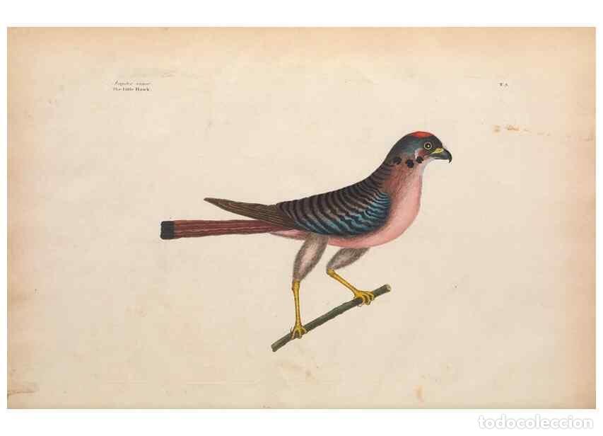 Coleccionismo de Revistas y Peri&oacute;dicos: Reproducci&oacute;n/Reproduction 49456853451: The natural history of Carolina, Florida, and the Bahama Isla