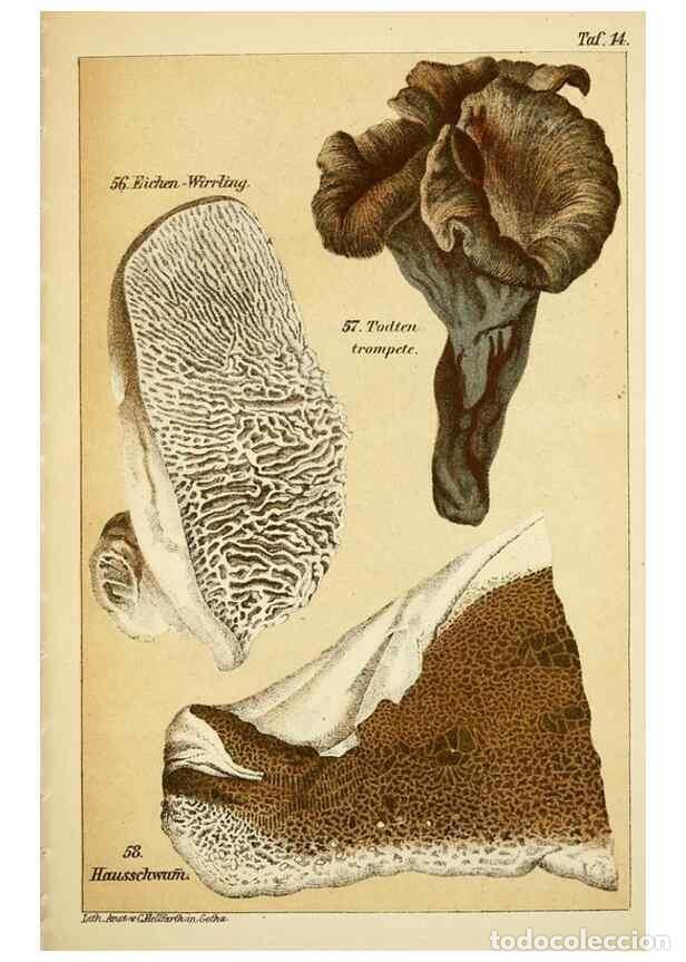 Coleccionismo de Revistas y Peri&oacute;dicos: Reproducci&oacute;n/Reproduction 49456039381: Prof. Dr. Harald O. Lenz' Ntzliche, schdliche und verdchtige