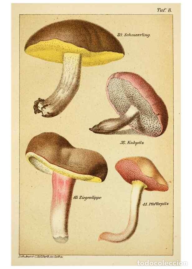 Coleccionismo de Revistas y Peri&oacute;dicos: Reproducci&oacute;n/Reproduction 49455563278: Prof. Dr. Harald O. Lenz' Ntzliche, schdliche und verdchtige