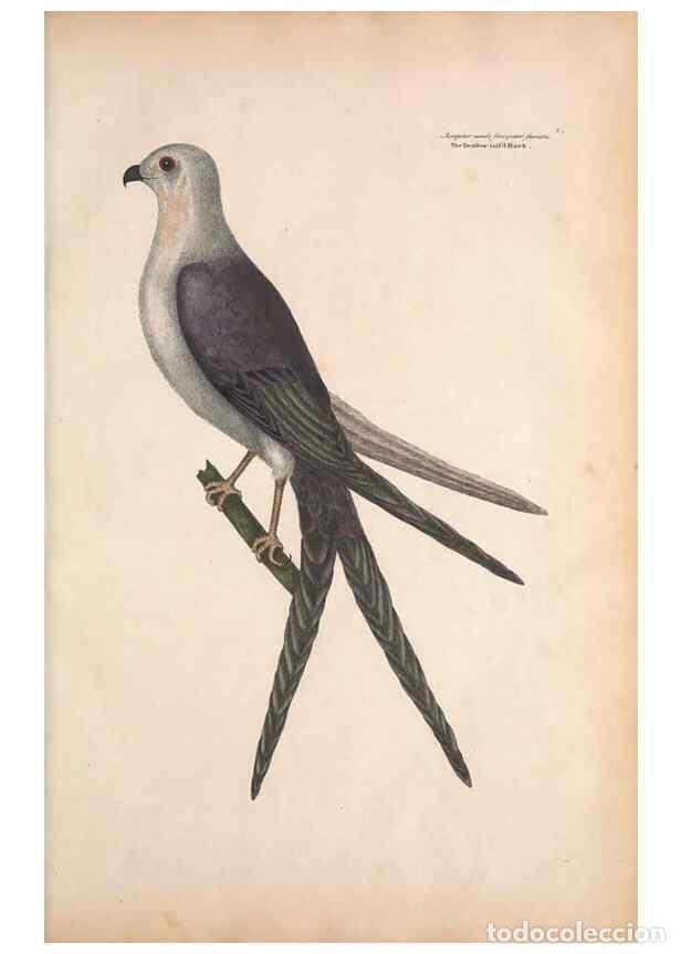 Coleccionismo de Revistas y Peri&oacute;dicos: Reproducci&oacute;n/Reproduction 49456380248: The natural history of Carolina, Florida, and the Bahama Isla