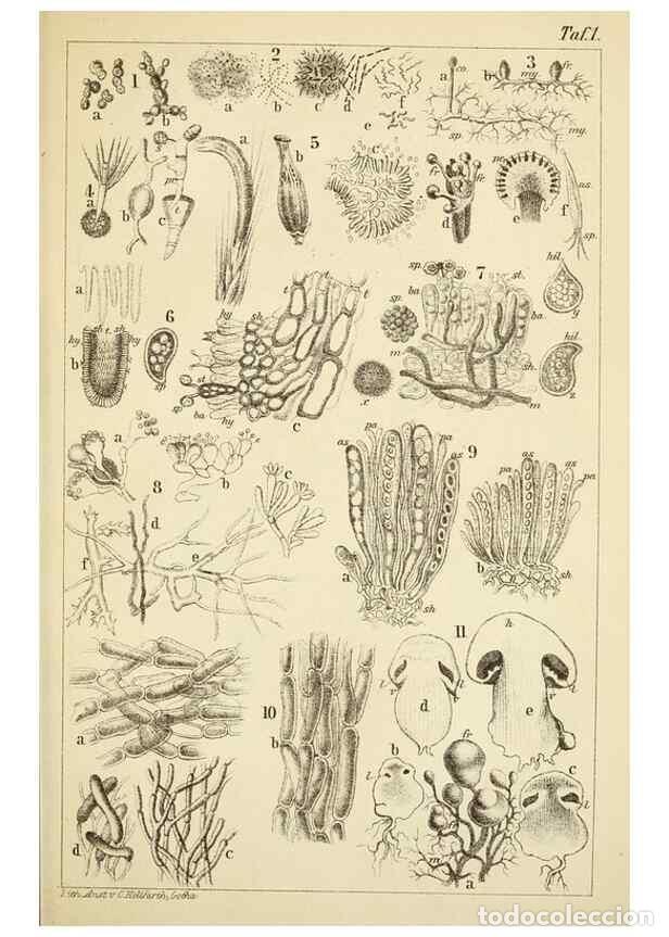 Coleccionismo de Revistas y Peri&oacute;dicos: Reproducci&oacute;n/Reproduction 49455561013: Prof. Dr. Harald O. Lenz' Ntzliche, schdliche und verdchtige