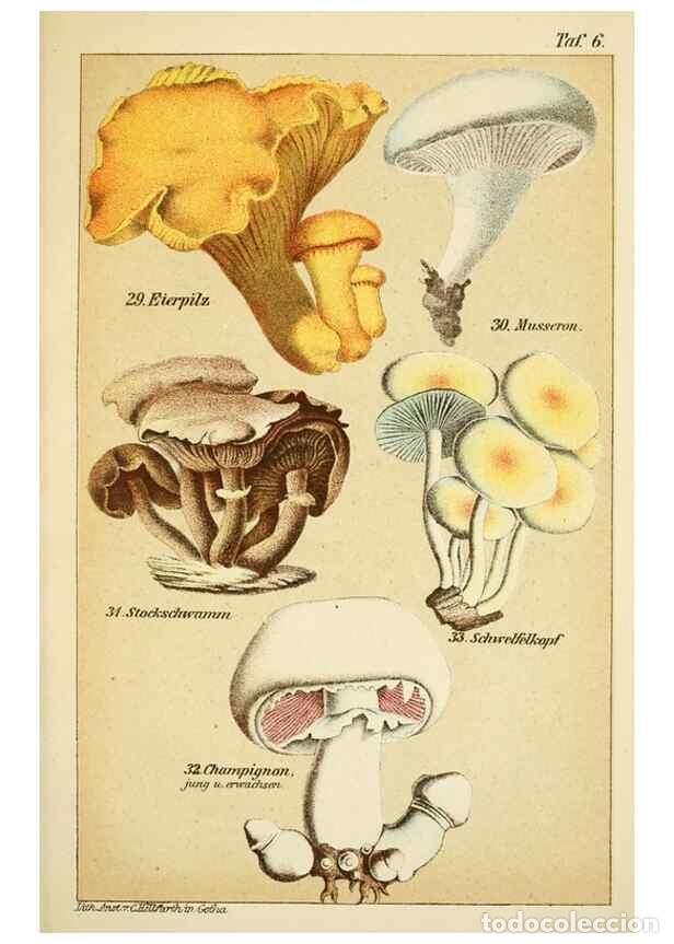 Coleccionismo de Revistas y Peri&oacute;dicos: Reproducci&oacute;n/Reproduction 49456036396: Prof. Dr. Harald O. Lenz' Ntzliche, schdliche und verdchtige