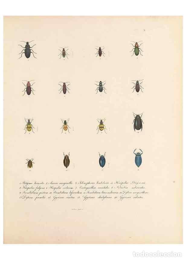 Coleccionismo de Revistas y Peri&oacute;dicos: Reproducci&oacute;n/Reproduction 49430822983: Delectus animalium articulatorum :. Monachii :Impensis Editor